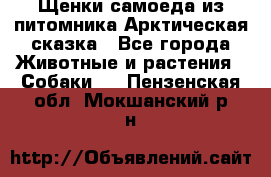Щенки самоеда из питомника Арктическая сказка - Все города Животные и растения » Собаки   . Пензенская обл.,Мокшанский р-н